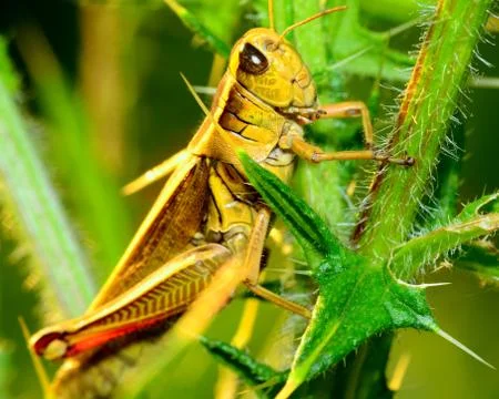 Grasshopper Stock Photos