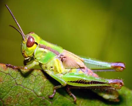 Grasshopper Stock Photos