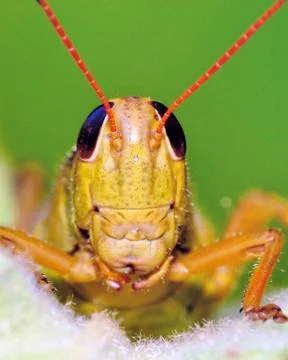 Grasshopper Stock Photos