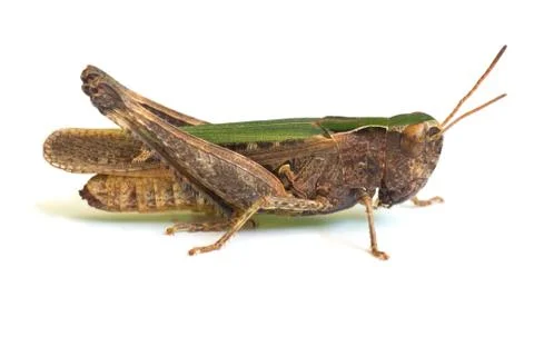 Grasshopper Stock Photos