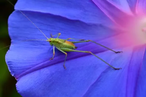 Grasshopper Stock Photos