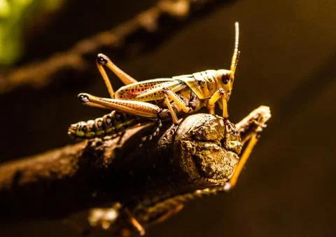 Grasshopper 写真素材