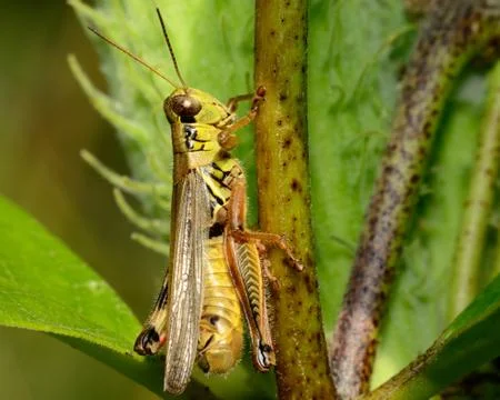 Grasshopper Stock Photos