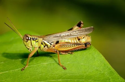 Grasshopper Stock Photos