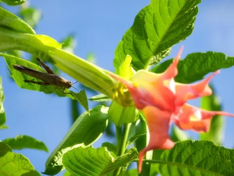 Grasshopper Stock Photos