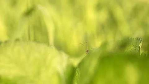 Grasshopper Stock Photos