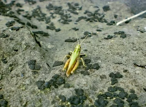 Grasshopper Stock Photos