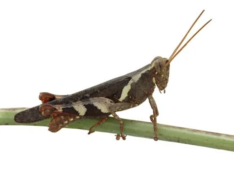 .grasshopper Stock Photos