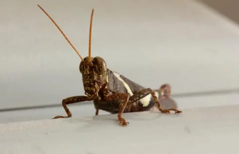 .grasshopper Stock Photos