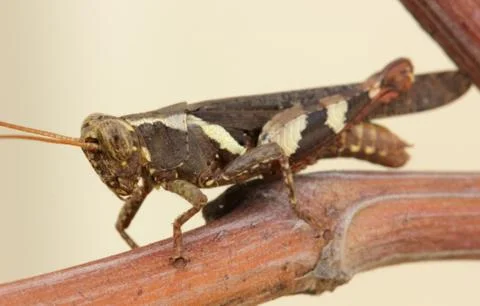 .grasshopper Stock Photos