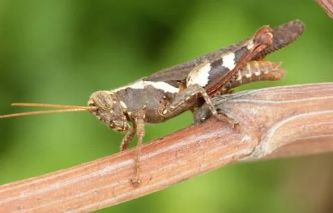 .grasshopper Stock Photos