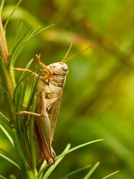 Grasshopper Foto stock