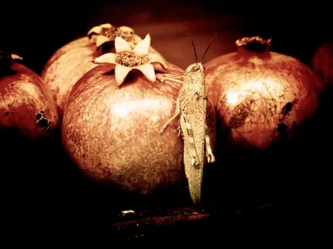 Grasshopper Stock Photos