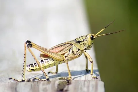 Grasshopper Stock Photos