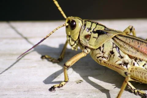 Grasshopper Stock Photos