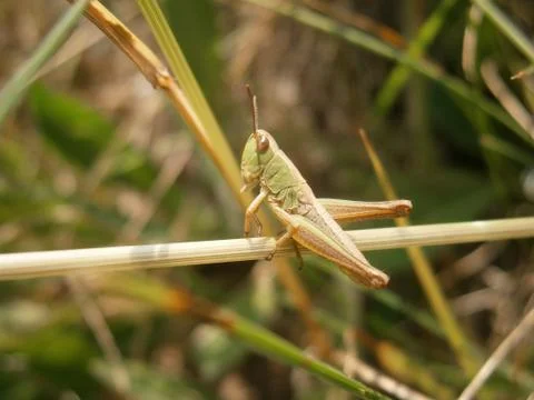 Grasshopper Foto stock