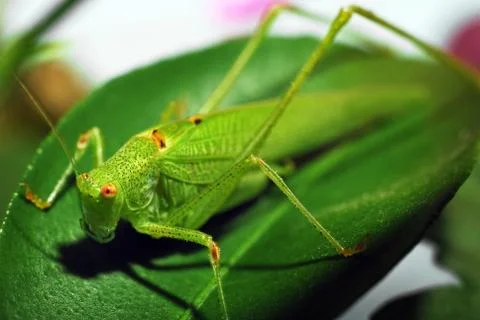 Grasshopper Stock Photos