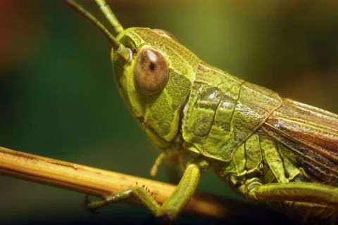 Grasshopper Stock Photos
