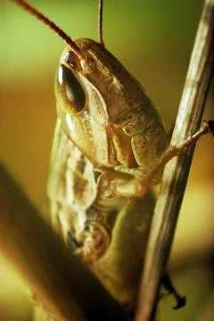 Grasshopper Foto stock