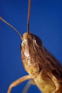 Grasshopper Stock Photos