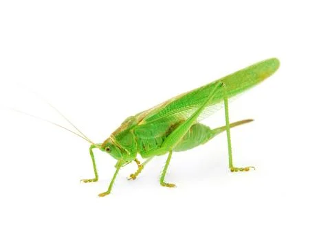 Grasshopper Stock Photos