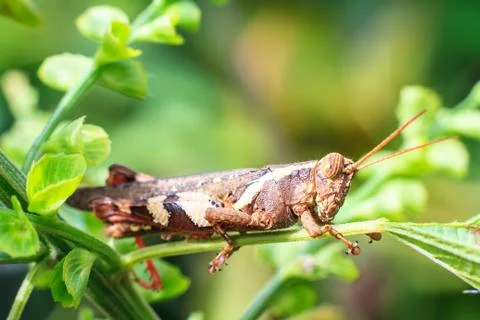 Grasshopper Stock Photos