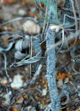 Grasshopper Stock Photos