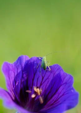 Grasshopper 스톡 사진