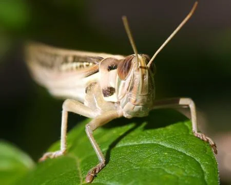 Grasshopper Stock Photos
