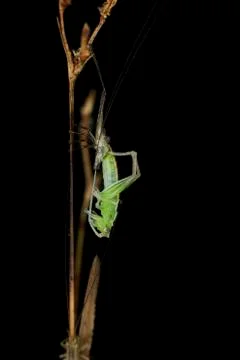 Grasshopper Photos