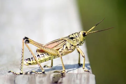 Grasshopper Stock Photos