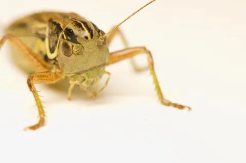 Grasshopper Stock Photos