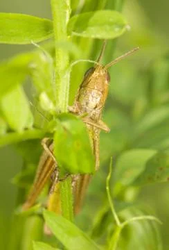 Grasshopper Foto stock