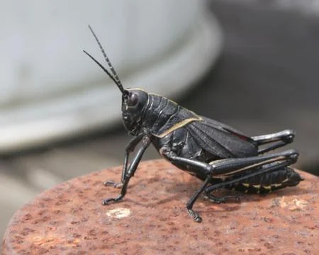 Grasshopper Stock Photos