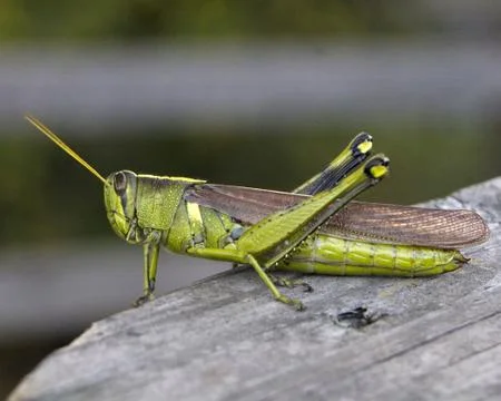 Grasshopper Stock Photos