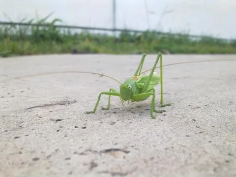Grasshopper Stockfoto's