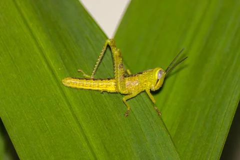 Grasshopper Foto stock