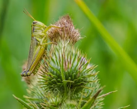 Grasshopper Stock Photos