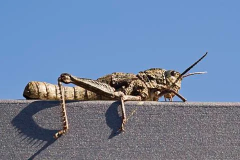 Grasshopper Stock Photos