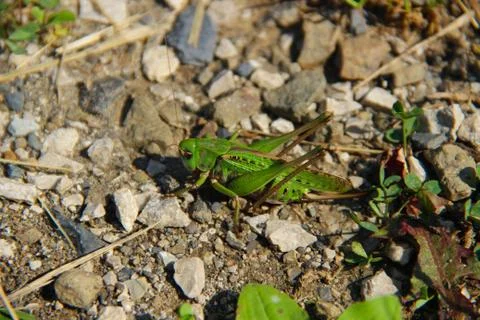 Grasshopper Stock Photos