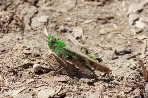 Grasshopper Stock Photos
