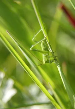 Grasshopper Stock Photos