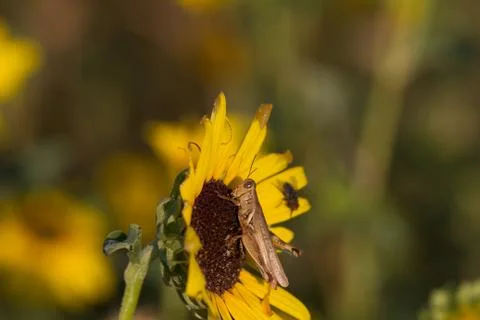 Grasshopper Stock Photos