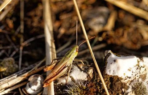 Grasshopper Stock Photos
