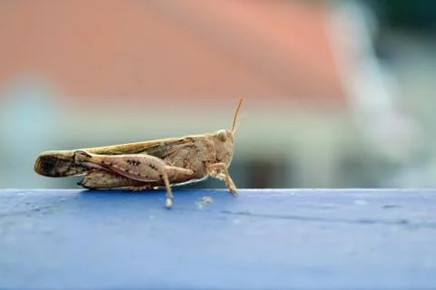 Grasshopper Foto stock