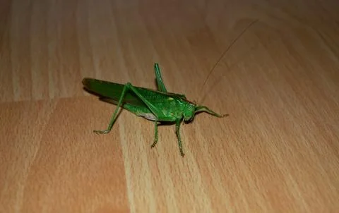 Grasshopper Foto stock