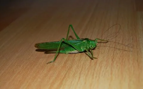 Grasshopper Stock Photos