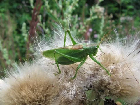 Grasshopper Stock Photos