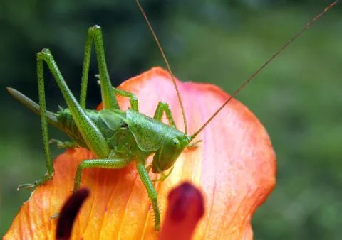 Grasshopper. Stock Photos