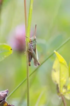 Grasshopper Stock Photos